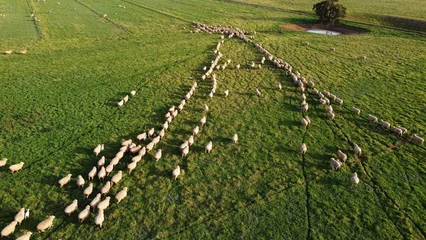 Poster Beautiful aerial view of a group of sheep walking in lines in a farm in Victoria, Australia © Jimmy36/Wirestock Creators