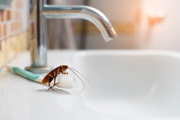 Cockroaches on the toothbrush on the bathroom sink. - obrazy, fototapety, plakaty