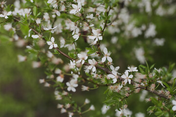 Branches of blossoming cherry tree with soft focus. Beautiful floral image of spring nature.