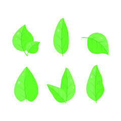 Collection of leaves on a white background