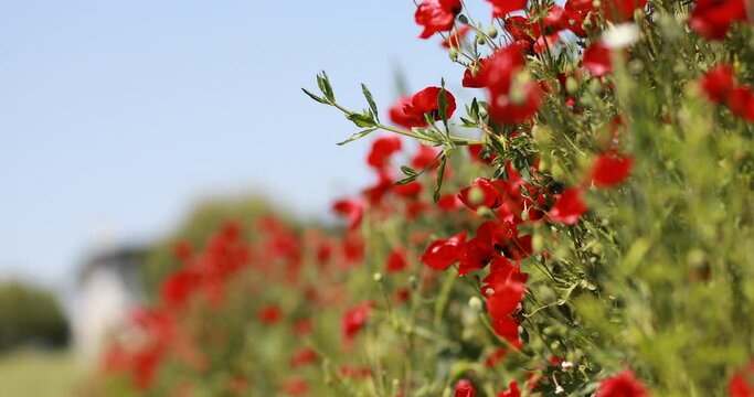 green vegetation and natural life on earth
