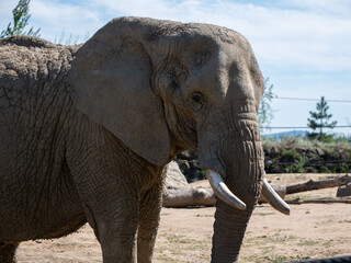 Closeup shot of an elephant in the at the Peaugres safari in France © Tdal/Wirestock Creators