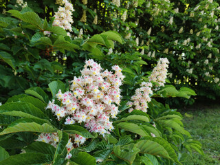 chestnut tree with white flowers close up