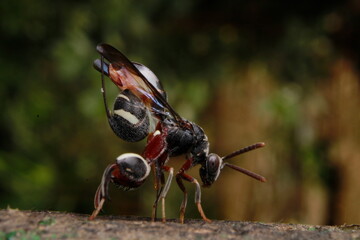 Wasp With a Metal-Reinforced Needle on Its Behind, Leucospidae (sometimes incorrectly spelled...
