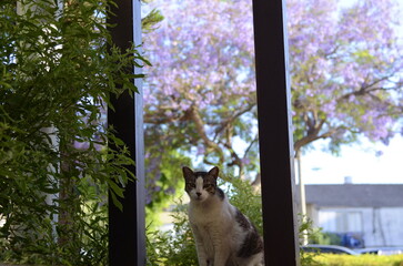Portrait of a street cat on a background of blooming jacaranda.