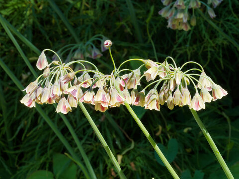 Nectaroscordum siculum | Ail de Bulgarie ou  ail de miel sicilien &agrave; inflorescence en clochettes blanc-cr&egrave;me, teint&eacute;e de rose, jaune, rouge pourpr&eacute; et vert sur tige &agrave; feuilles basales lin&eacute;aires