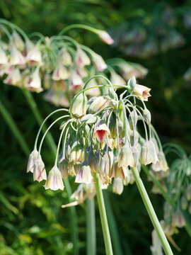 Nectaroscordum siculum | Ail de Bulgarie ou  ail de miel sicilien &agrave; inflorescence en clochettes blanc-cr&egrave;me, teint&eacute;e de rose, jaune, rouge pourpr&eacute; et vert sur tige &agrave; feuilles basales lin&eacute;aires