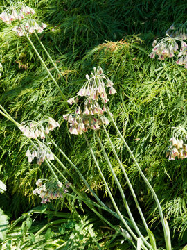 Nectaroscordum siculum | Ail de Bulgarie ou  ail de miel sicilien &agrave; inflorescence en clochettes blanc-cr&egrave;me, teint&eacute;e de rose, jaune, rouge pourpr&eacute; et vert sur tige &agrave; feuilles basales lin&eacute;aires