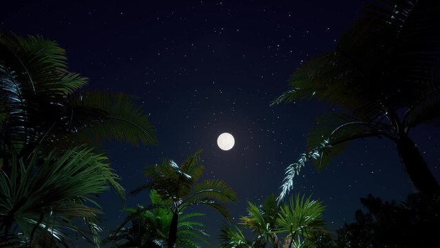 night sky between palm trees