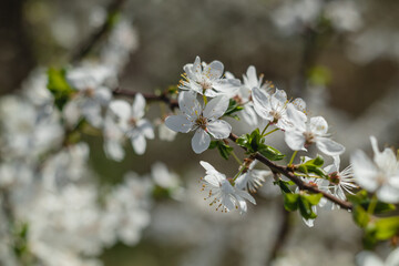 Cherry tree in blossoms in the garden. Garden in white bloom. Spring background.