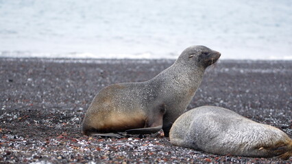 Antarctic fur seals (Arctocephalus gazella) in the snow at Whaler's Bay, Deception Island, South Shetland Islands, Antarctica