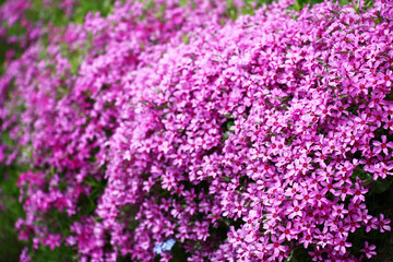 Obraz na płótnie Canvas Over large stones the phlox subulata grows and blossoms in dark pink flowers.