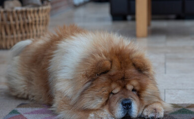 Red Chow Chow dog