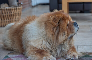 Red Chow Chow dog