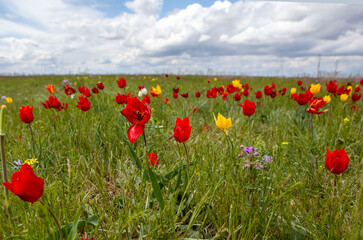 April flowering of Schrenk's wild steppe tulips. Priyutnensky district. Republic of Kalmykia. Russia