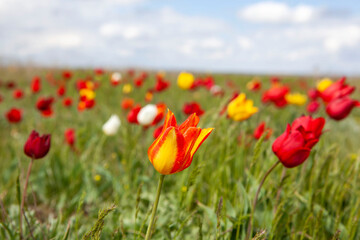 April flowering of Schrenk's wild steppe tulips. Priyutnensky district. Republic of Kalmykia. Russia