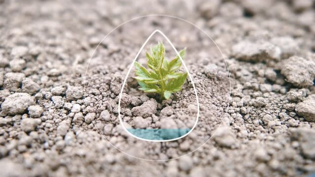 Drought tolerant plant on arid land due to global arming with animation of water scarcity