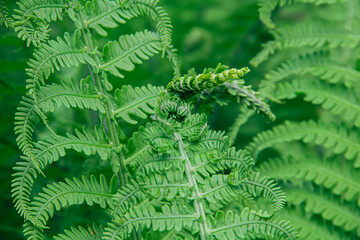 Green fern bushes in the forest. Photo of nature.