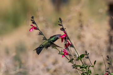 Broad-Billed Hummingbird (Cynanthus latirostris) Feeding on Baby Sage