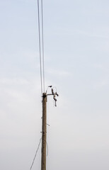 Obraz premium Electricity transmission pole under the clean sky with copy space