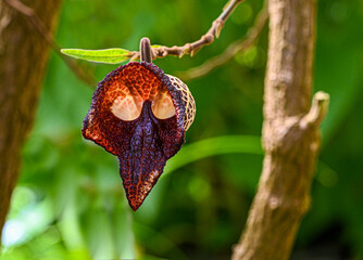 Aristolochia Arborea (Aristolochia salvadorensis) also Darth Vader plant.  Botanical garden...