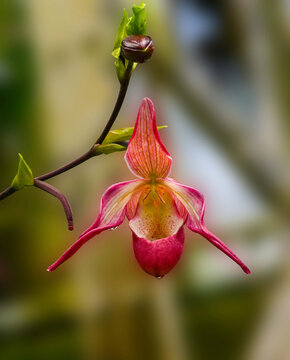 Orchid (Phragmipedium x dorminianum) It is native to Middle America and South America. Botanical garden Heidelberg, Baden Wuerttemberg, Germany