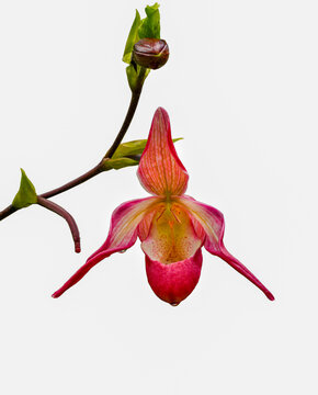 Orchid (isolated Phragmipedium x dorminianum) It is native to Middle America and South America. Botanical garden Heidelberg, Baden Wuerttemberg, Germany