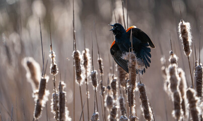 Closeup of a Red-winged blackbird perched on dried plants against a blue cloudless sky