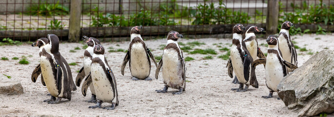 Group of cute penguins at the zoo © Trikiphotography/Wirestock Creators