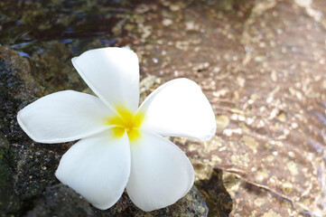 水辺のプルメリア