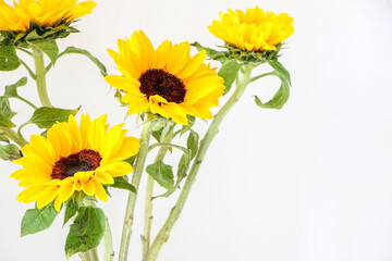 Naklejka premium Close up of beautiful natural yellow sunflowers (Helianthus) background with copy space on the right