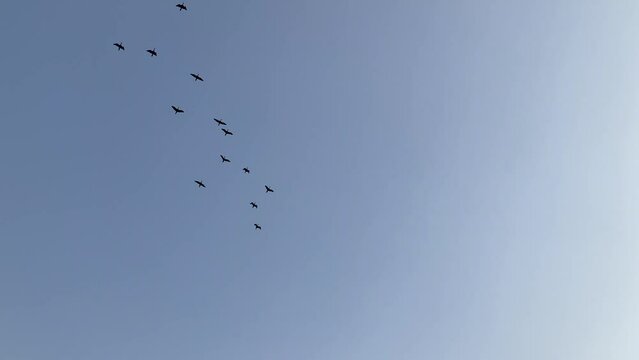 Birds in Flight, Flock of birds flying in blue sky