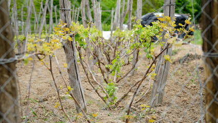 The Vitis vinifera vines are grown in the farm's vineyard. Vineyards for wine production next to the winery in farms and farms.