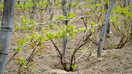 Fototapeta na wymiar Vines from a vineyard that has not yet produced grapes. The vines of vitis vinifera are grown on a grape farm.