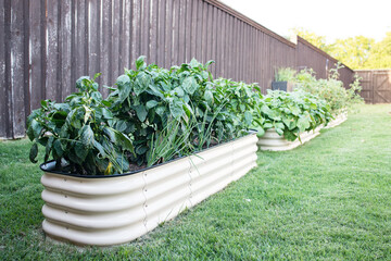 Angled row of container garden beds with Pepper plants in foreground