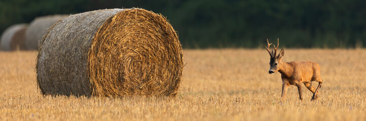 Roe deer, capreolus capreolus, approaching on stubble in summer morning with copy space. Antlered mammal walking on field with roundend package of hay. Brown animal walking on agriculture land with