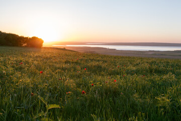 sunset in the field