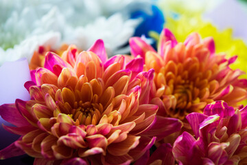 Beautiful blooming orange-pink chrysanthemums on a spring day