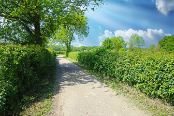 Fototapeta na wymiar Beautiful dutch landscape, empty cycle path between green hedgerows in countryside, blue spring sky - Maasheggen biosphere reserve, Netherlands