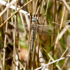 California darner perched on water grass. Foothills Park, Santa Clara County, California, USA.