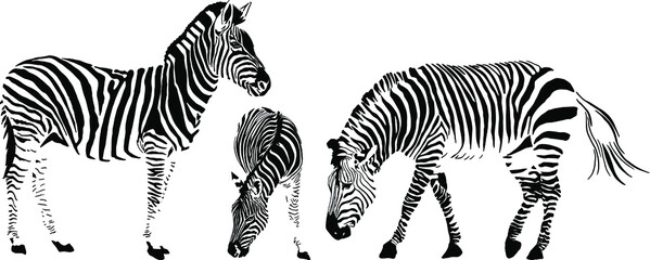 Vector illustration of a family of three zebras on the white background