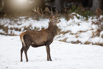 Red deer, cervus elaphus, stag holding head with antlers high up and looking curiously in winter forest. Male mammal with a dark brown fur standing on white snow in nature.