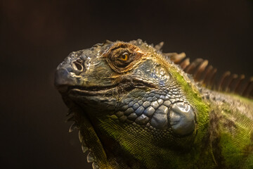 close up of iguana