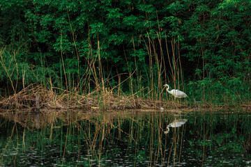 On the bank of a small river, on the shore is a white heron. The bank is overgrown with trees