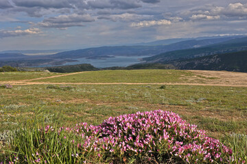 Fototapeta premium Charming pink flowers high in the mountains against the backdrop of a lake on the horizon. Blue sky with cumulus clouds. Location Dagestan, Sulak Canyon. Beautiful natural landscape. HDR image