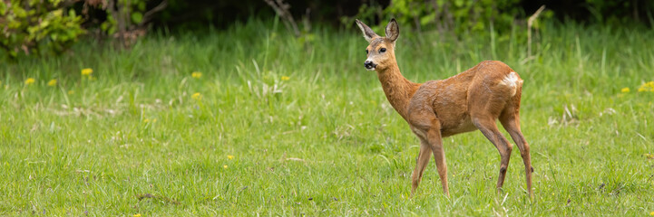 Naklejka na ściany i meble Undisturbed roe deer, capreolus capreolus, doe standing on a green meadow in summer nature. Concept of tranquil wilderness scenery with female mammal in green environment and space for copy.