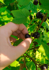 a hand picks a blackcurrant berry from a bush in a garden on a sunny summer day. gardening concept. growing healthy food concept