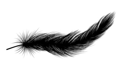 Feather isolated on white.Vector illustration. 