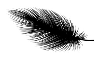 Obraz premium Feather isolated on white.Vector illustration. 