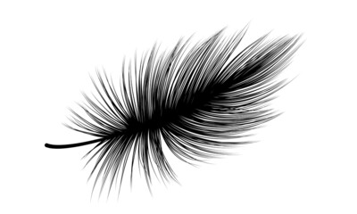 Feather isolated on white.Vector illustration. 
